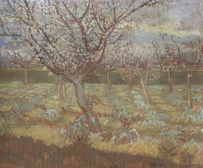 Vincent Van Gogh Apricot Trees in Blossom (nn04) oil painting image